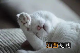 怎么能让猫认主人 让猫认自己做主人有什么技巧