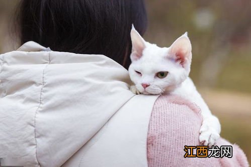 怎么能让猫认主人 让猫认自己做主人有什么技巧