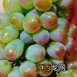 红豆需要用温水泡多久