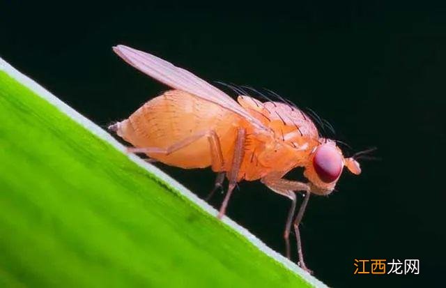 2岁男童眼睛惊现多条蠕动寄生虫,险失明!医生:夏天别让孩子碰