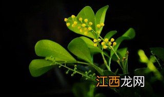 卧室内适合养的花卉有哪些 适合在卧室养的花卉有哪些