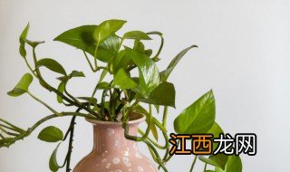 绿萝怎么在水里养殖视频 绿萝怎么在水里养殖