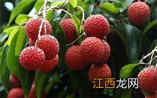 荔枝不可与什么同食