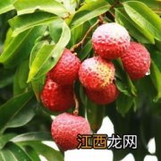 荔枝不可与什么同食