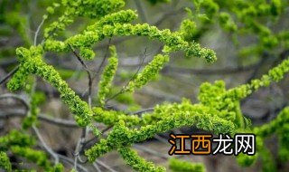 孕妇可以吃榆钱吗 怀孕期间能不能吃榆钱