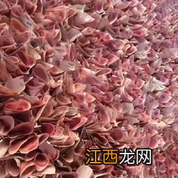 金钱花什么做