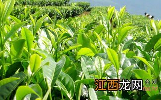 刚采摘的茶树种子怎么保存好