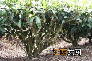 刚采摘的茶树种子怎么保存好