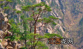 松树有什么作用,松树有什么作用,对人们有什么影响