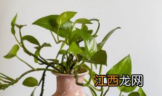 绿萝叶子用什么肥好 绿萝用什么叶面肥好