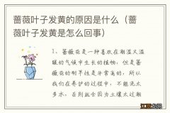 蔷薇叶子发黄是怎么回事 蔷薇叶子发黄的原因是什么