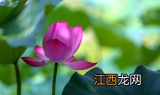 莲子应该怎么种植 冬天的莲子怎么种植