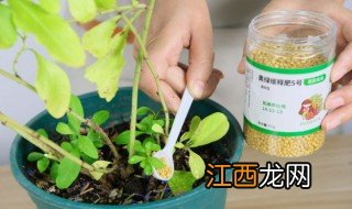 花草冬天怎么种植好，花草冬天怎么种植好活