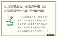 山地玫瑰适合什么地方种植养殖 山地玫瑰适合什么地方种植