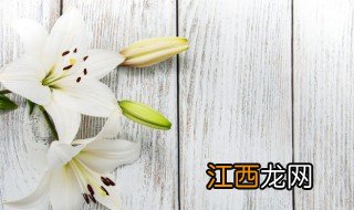 百合什么季节种植合适，百合什么季节种植合适温度高