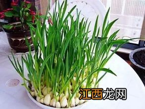 蒜苗多久能出芽