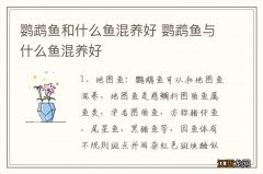 鹦鹉鱼和什么鱼混养好 鹦鹉鱼与什么鱼混养好