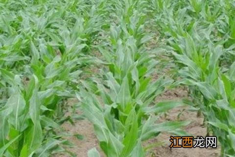 打完草甘膦多久可以种玉米 种完玉米能打草甘膦吗