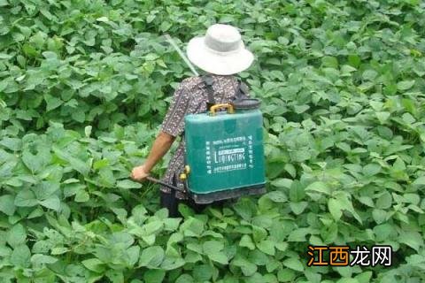 打完草甘膦多久可以种玉米 种完玉米能打草甘膦吗