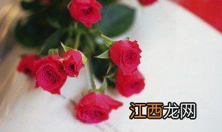 盆栽玫瑰花如何养 玫瑰花怎么养才能养爆盆