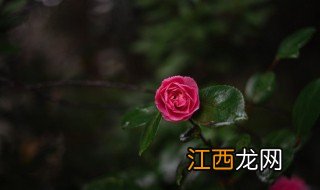 花间梦歌词粤语 花间梦歌词