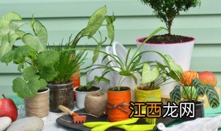 龙岩常见植物有哪些名字 龙岩常见植物有哪些