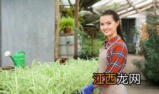 客厅适宜养什么植物 客厅不适合养什么植物