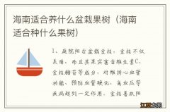 海南适合种什么果树 海南适合养什么盆栽果树