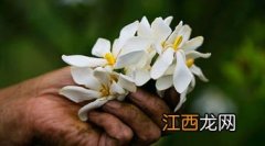 栀子花红茶怎么制作