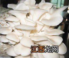 菌菇包是怎么做的