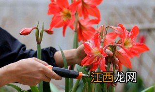 朱顶红种植方法及养护视频 朱顶红种植方法及养护