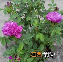 怎么分辨买的花茶是玫瑰还是月季