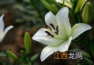 百合能做什么