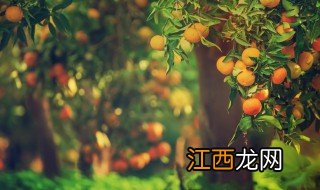 橘子种子泡几天发芽 橘子籽种下几天能发芽