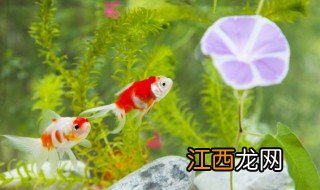 客厅鱼池适合养什么植物 室内鱼池适合养什么植物