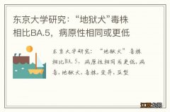 东京大学研究：“地狱犬”毒株相比BA.5，病原性相同或更低