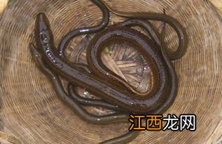 野生黄鳝与什么煲汤比较好