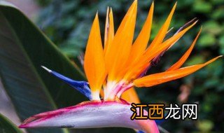 客厅适合养什么花或植物，客厅适合养什么花或植物最好