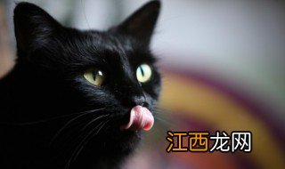 黑猫进家门预示着什么 黑猫进家门预示着什么,赶不走