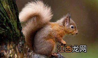 松鼠尾巴的作用是用来干什么 松鼠尾巴的作用是什么