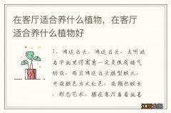 在客厅适合养什么植物，在客厅适合养什么植物好