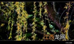 诗句：新枝柳青任风疏的创作过程