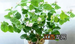 茉莉花可以水培吗，