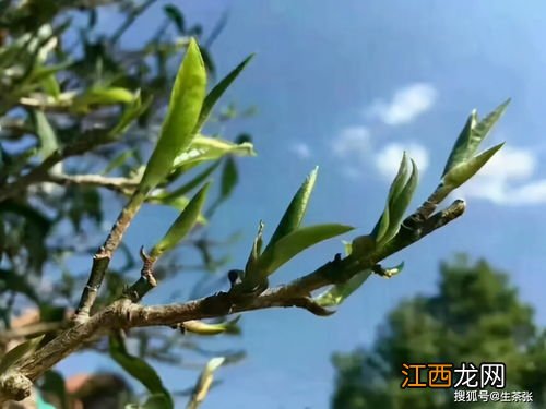 易武茶山怎么样