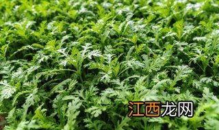 茼蒿几月份种植，露天茼蒿几月份种植