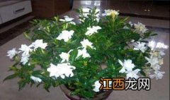 栀子花怎么养才更加具有观赏价值