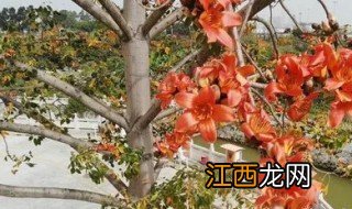 木棉树什么季节种植合适养 木棉树什么季节种植合适