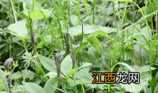 半夏什么季节种植合适春天 半夏什么季节种植合适