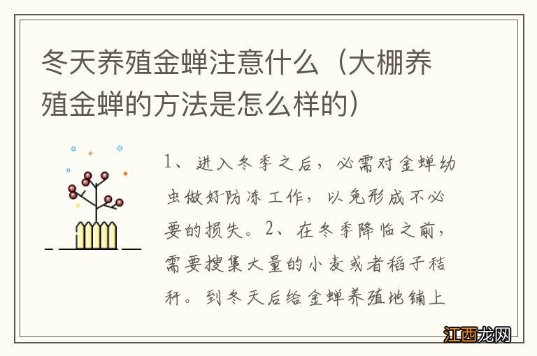 大棚养殖金蝉的方法是怎么样的 冬天养殖金蝉注意什么