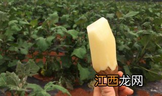 雪莲果几月份种的 雪莲果几月份种植